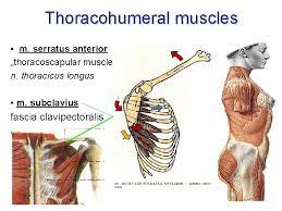 Thoracohumeral
